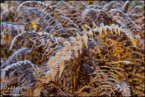 4089 Frosty Fall Ferns