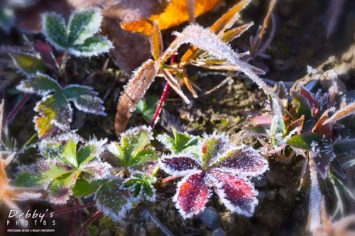 4090c Frost on Leaves