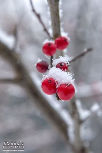 4138b Snowflakes, Winterberry