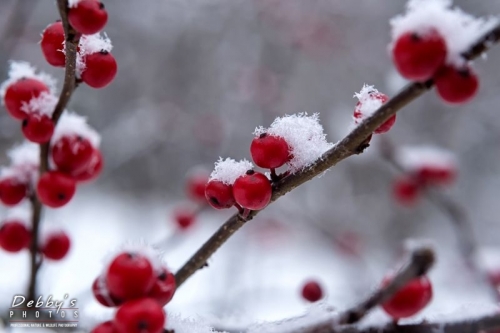 4140 Snow, Winterberries