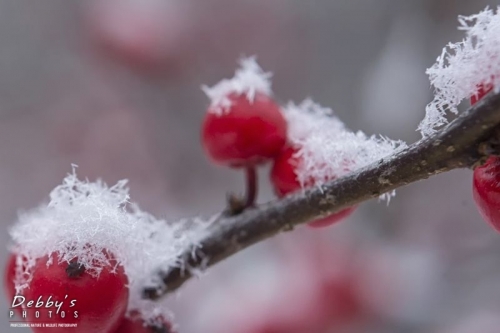 4142b Snow, Winterberries