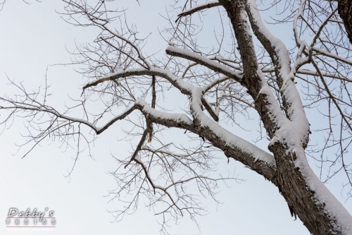 4149 Snow and Tree Limbs