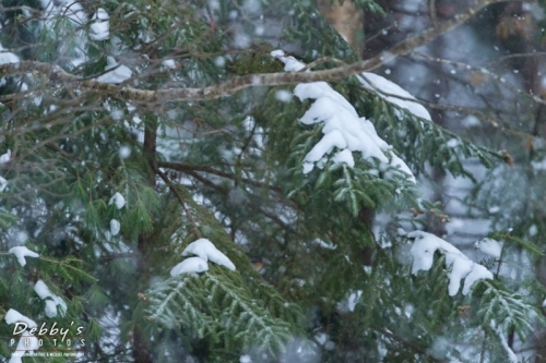 4154 Falling Snow on Fir Trees