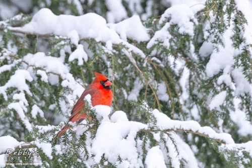 4156B Male Cardinal in Snowy firs