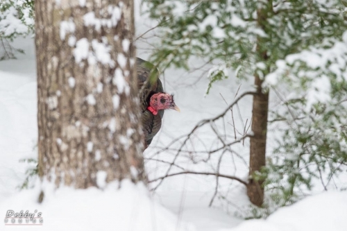 4157 Turkey in Snow