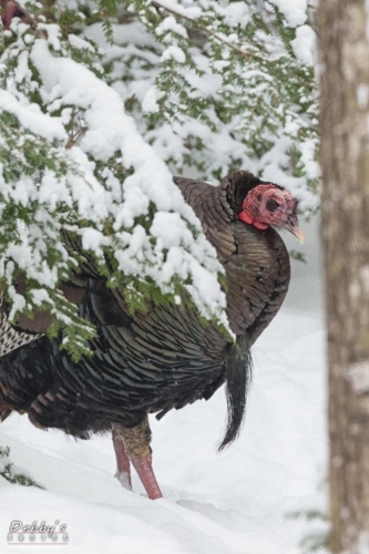 4158 Turkey in Snow