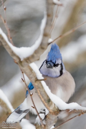 4159 Bluejay in Snow