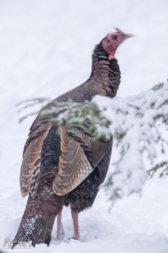 4166 Turkey in Snow
