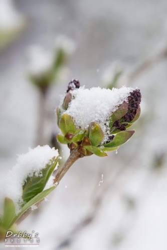 4228 Late Snow on Lilac Buds