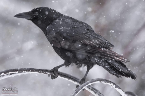 4232 Crow in Falling Snow