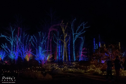 5732 Christmas Lights, Botanical Gardens Aglow