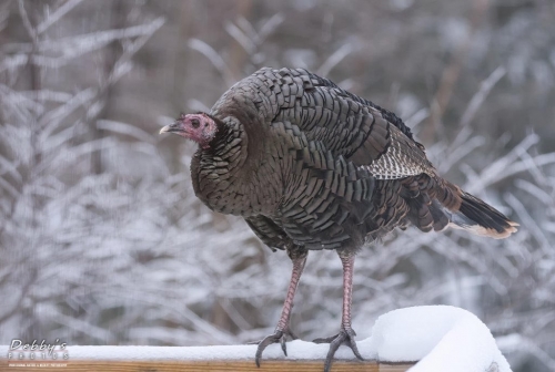 5740 Turkey on deck railing in the snow