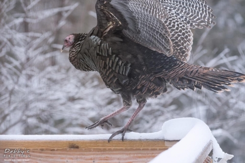 5741 Turkey on deck railing in the snow