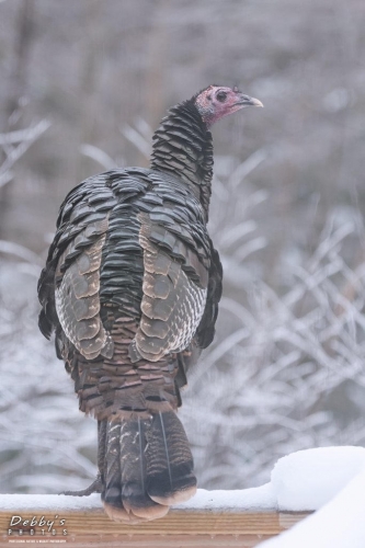 5743 Turkey in the Snow