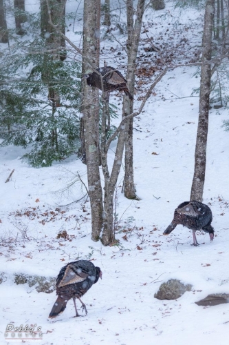 5744 Turkeys in the Snow