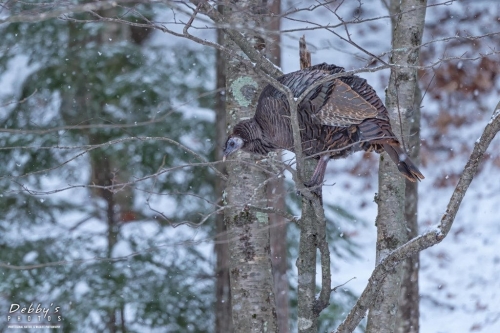 5745 Turkey in a Tree