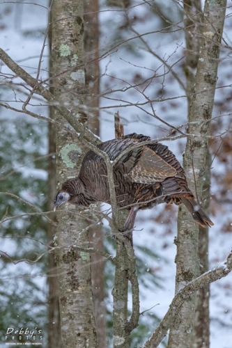 5745b Falling Snow, Turkey in tree