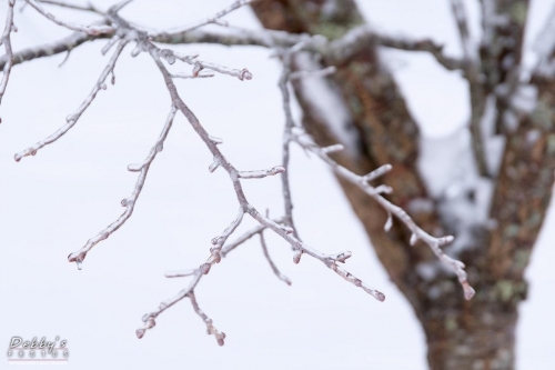 5760 Ice Covered Branches