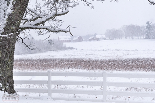 7020 Snowstorm, Pineland Farms